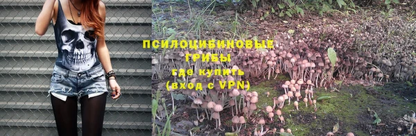 сатива Беломорск