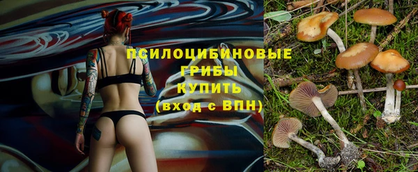 сатива Беломорск
